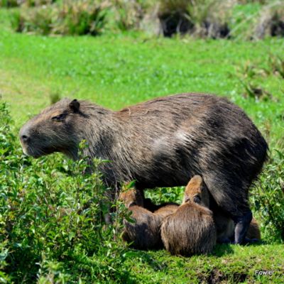 Capybara